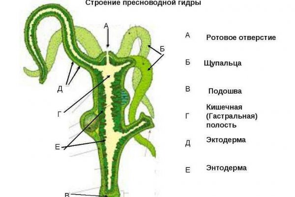 Hydra kraken