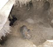 Разведение кроликов в домашних условиях Содержание кроликов в домашних условиях